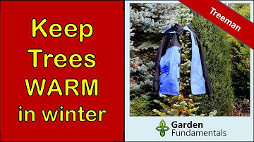 Does Wrapping Trees Keep Them Warm? 😱🚫👽 Should you use burlap?