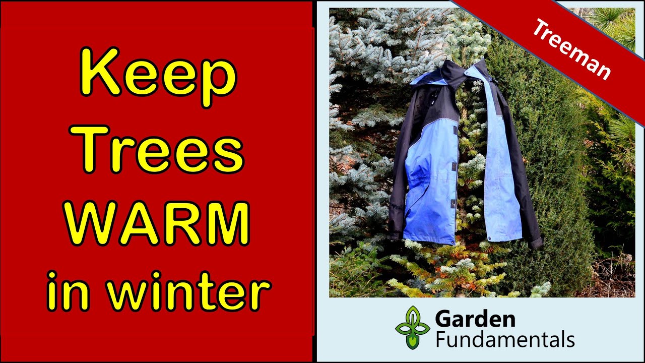 Burlap coat won't keep trees warmer – The Morning Sun