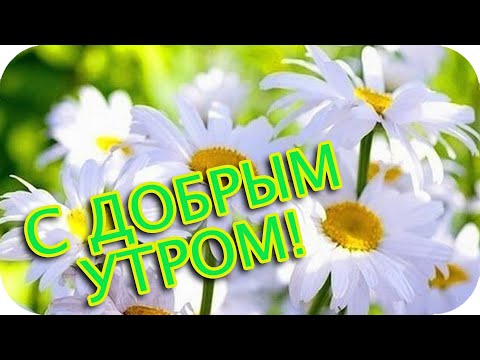 С Добрым утром!❤️ Я подарю тебе ромашковое утро❤️ Пусть оно принесет радость❤️ Good morning❤️