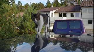 Baltazar 30-07-18 Test