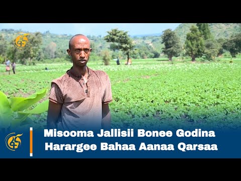 Misooma Jallisii Bonee Godina Harargee Bahaa Aanaa Qarsaa