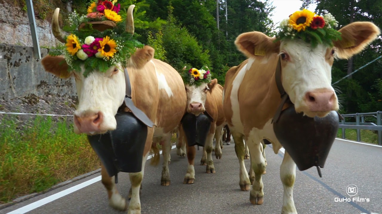 Alpabzug Mittlere Hornegg Eriz 2021