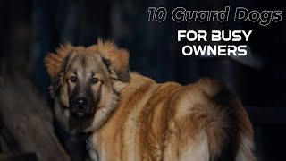 Best 10 Guard Dogs for Busy Owners by Welfare Of Dogs 220 views 5 months ago 10 minutes, 16 seconds