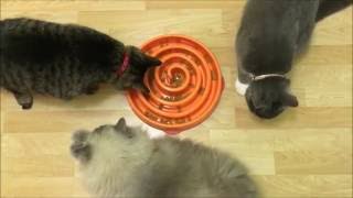 Canine slow feeder bowls can be great for cats too!