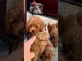 Toy poodle puppy vs mini poodle puppies - subscribe #shorts #poodle #viral #dogs