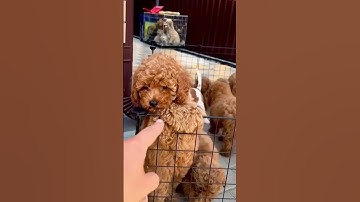 Toy poodle puppy vs mini poodle puppies - subscribe #shorts #poodle #viral #dogs