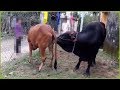 Cow Mating First Time New Video 2019