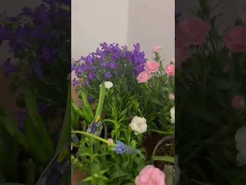 Video: Kujdes nga Campanula Bellflower - Kushtet për rritjen e luleve të ziles