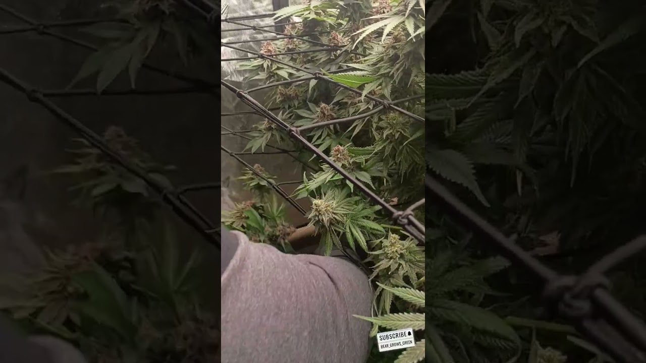 Fresh Frozen Harvest Paradise Pine F1 from Huckleberry Hill Farms 