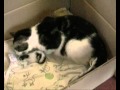 Bevalling poes - Birth kittens Sjoukje