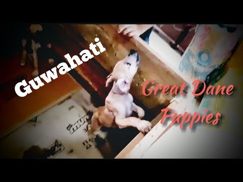 Great Dane Puppies For Sale In East Texas