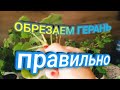 ГЕРАНЬ.Как обрезать Герань в зиму!Пеларгония .Полив.#герань#цветы#сад#огород