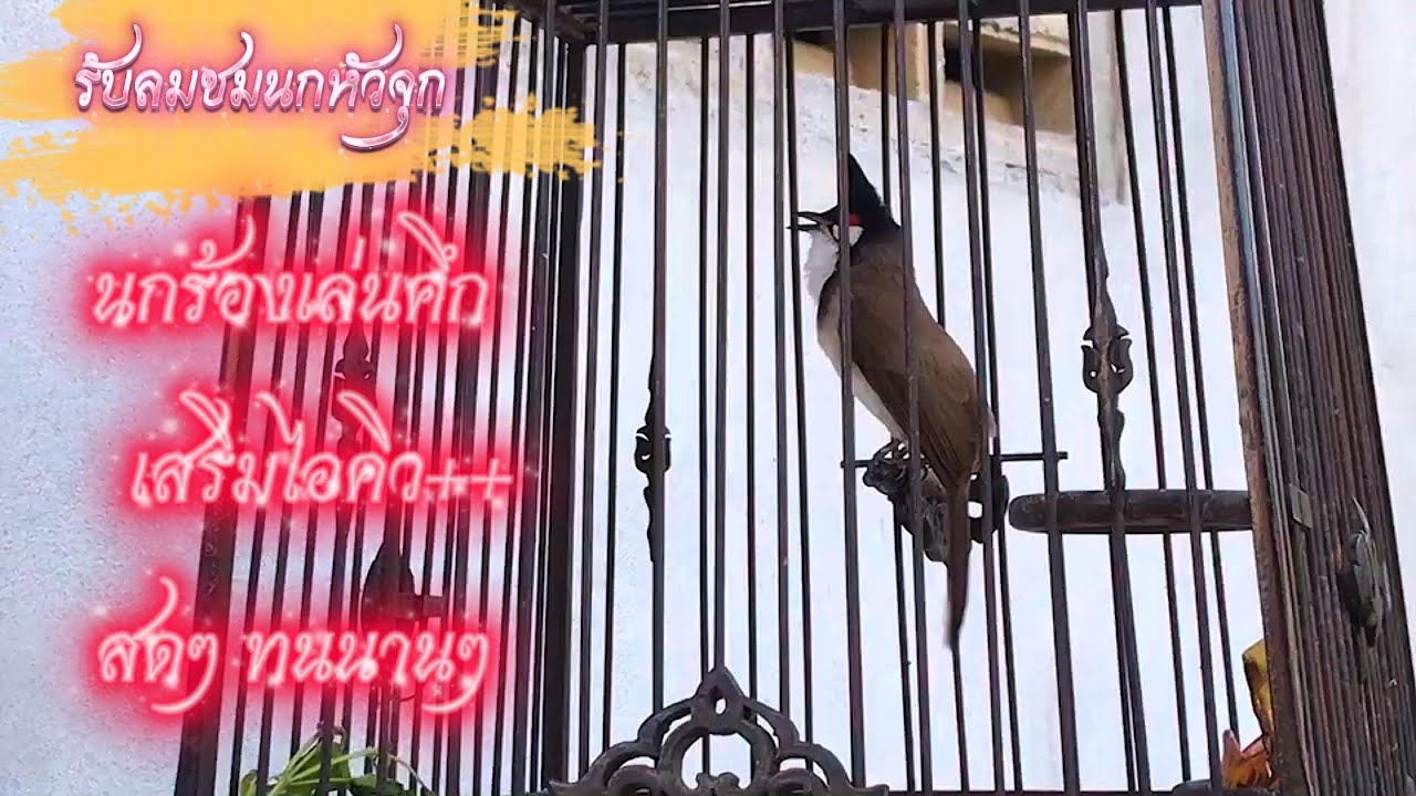 #birds #เสียงนกกรงหัวจุก ร้องเล่นคึก มีไอคิว #นกนับดอก #รับลมชมนกหัวจุก