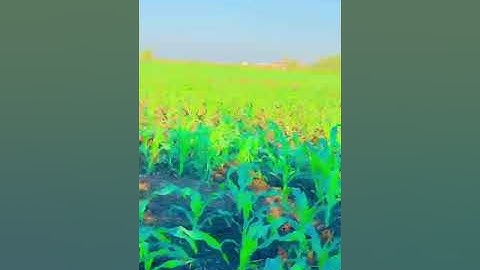 ما هى الخساره ما تيسر من سوره الزمر بصوت القارئ حماده محمد عبد العزيز