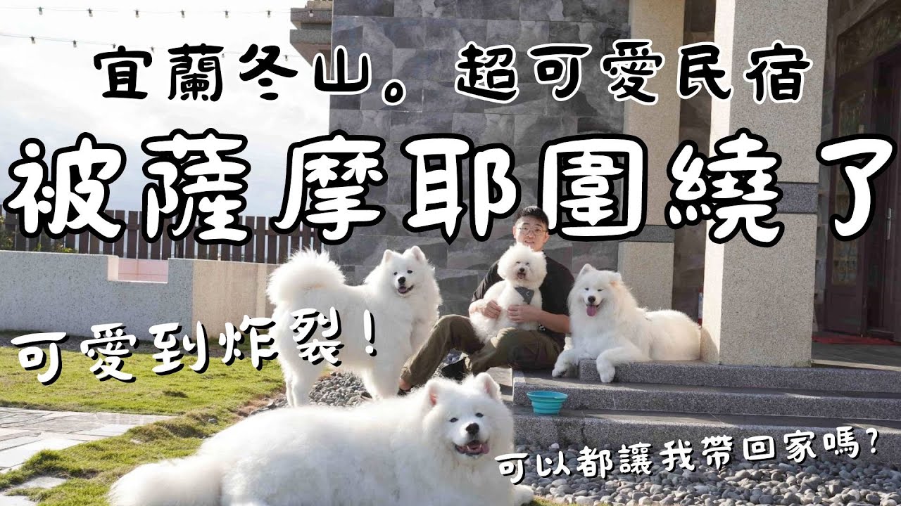 可妮吉娃民宿將於114.7歇業】可愛爆擊！這間民宿居然被薩摩耶圍繞