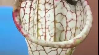 Yisucrist B0T8Pzvlurb