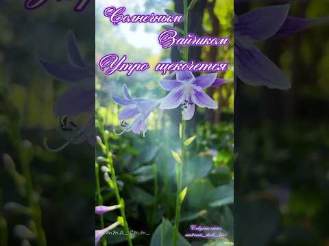 #видеоролики #длявасдрузья #музыкальнаяоткрытка #доброеутрооткрытки #пожеланиядоброгоутра