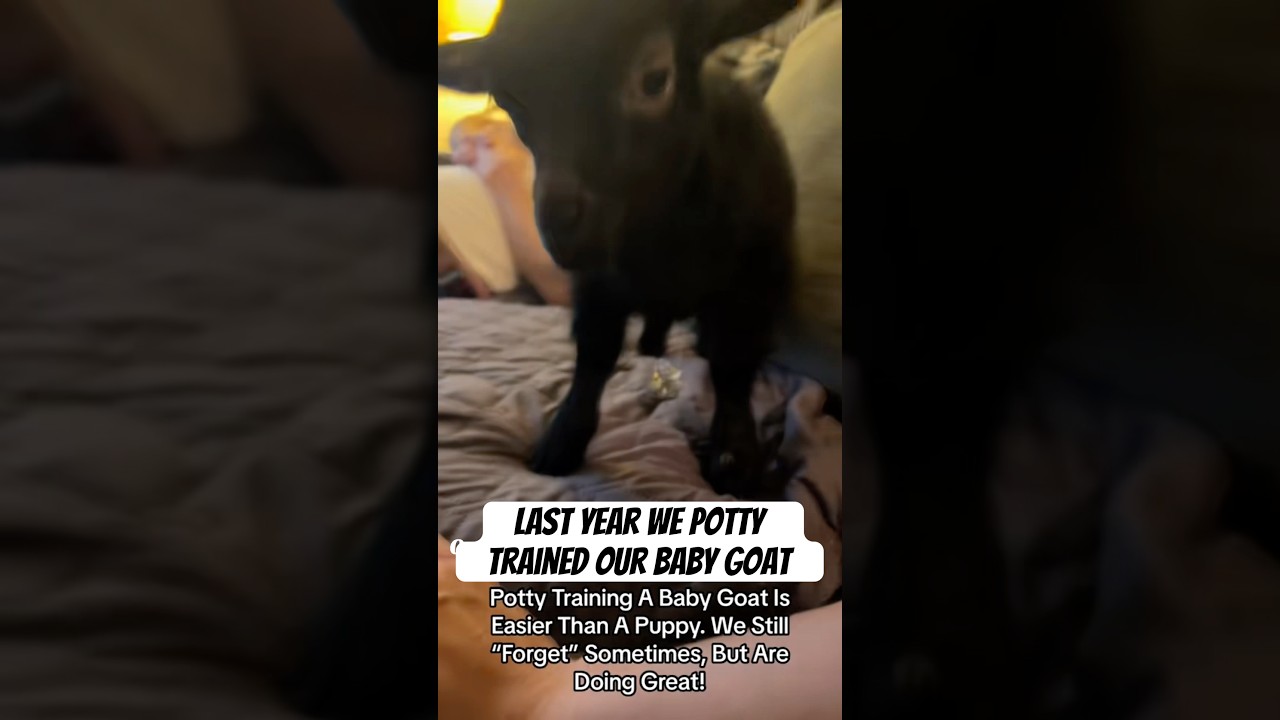 Last Year We Potty Trained Our Baby Goat 
