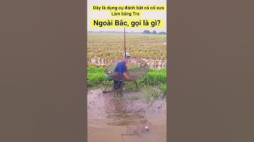 Lần đầu xem bác ngư dân đánh dậm – Dụng cụ cổ xưa mà bắt cá tôm đỉnh cao! #shorts