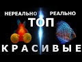 ТОП 60 самых красивых аквариумных рыбок!