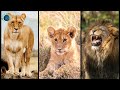Lion and Lioness - Brave Roaring | 🌎🎼🦁🦁🦁🎵🎶 #shorts