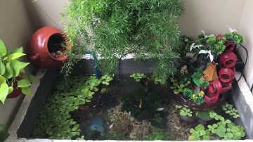 Hồ cá bình tích nuôi được 2 tháng