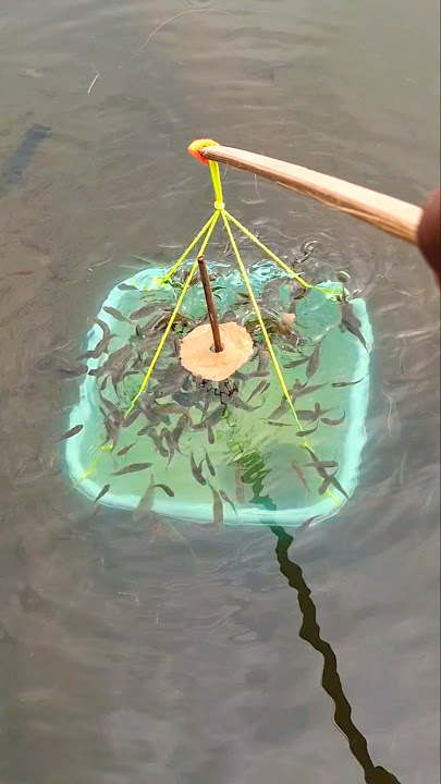 Tangkap ikan pakai perangkap#fishing #fish