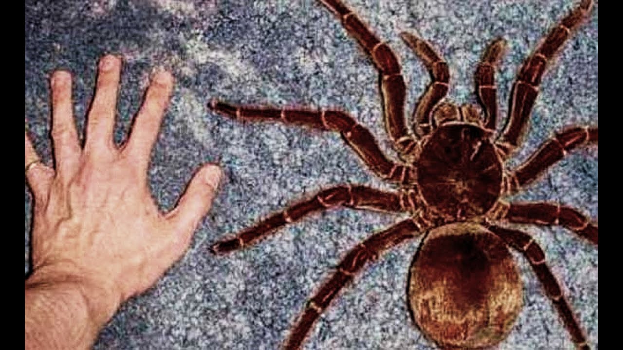 INCREÍBLE TARANTULA GOLIAT, SACRIFICIO POR LA CIENCIA? - YouTube