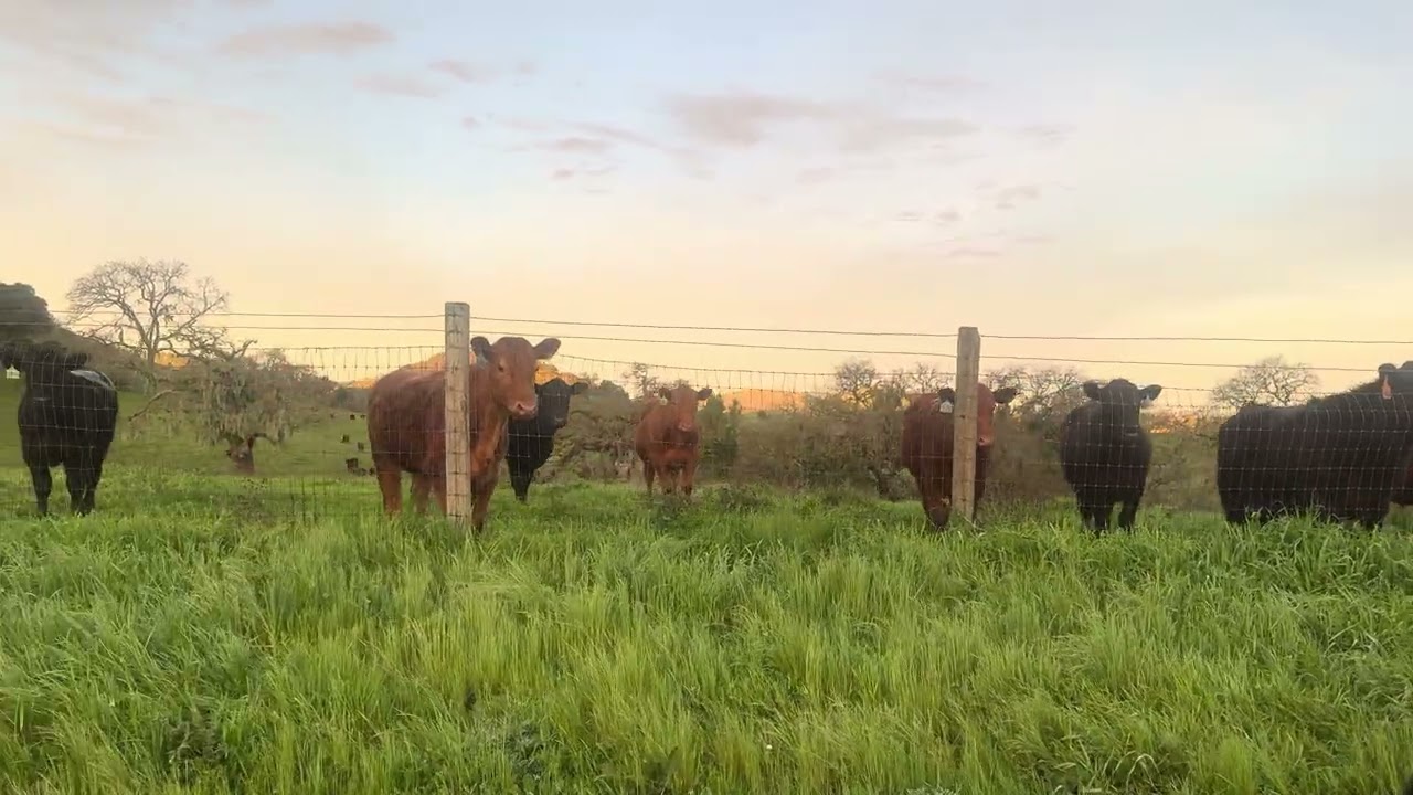 Cértero Boonlight #horse #fly #charreriaorgullodemexico #paratiiiiiiiiiiiiiiiiii #ranch 