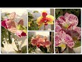 Цветение орхидей / январь 2023🌱🌸