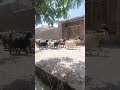 رو برو خونه مادر بزرگه بودم ک یهو ف امیلامون اومدن رو برو خونه مادر بزرگه بودم ک یهو ف امیلامون اومدن
