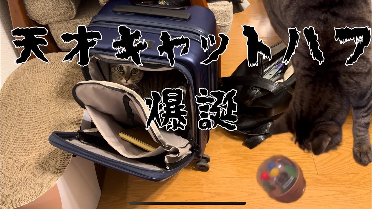 ハフは天才なので見たら良い