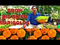 How to Grow Big Sized Aga Agro Marigolds from Seeds.