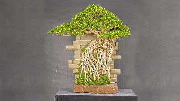 Cận cảnh tác phẩm Si bonsai bám tường độc đáo