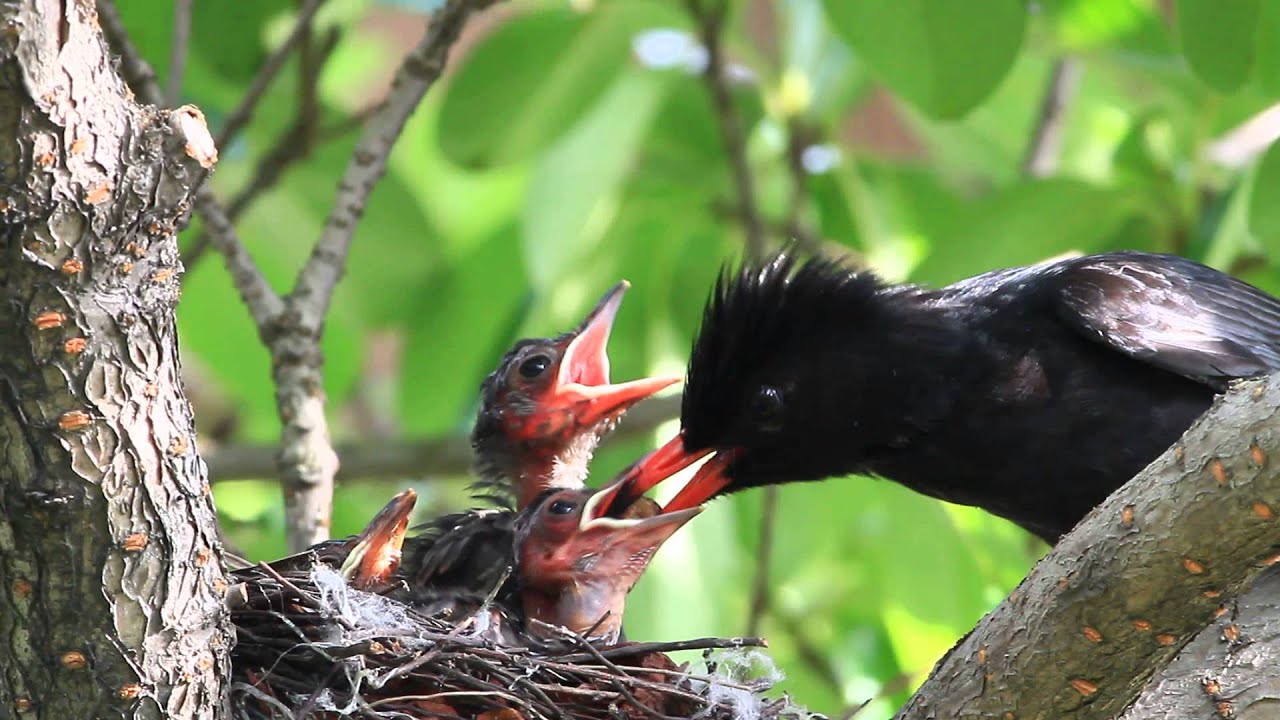 Black bulbul breeding babies 紅嘴黑鵯育雛 
