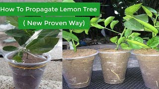 In this video, you will learn how to propagate lemon tree from cutting
plastic cup. there are some techniques need bear mind:1. the soil
isn't f...