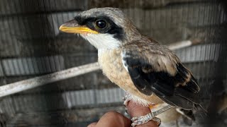 PEPULAUN READY LAGI meski sudah langka...