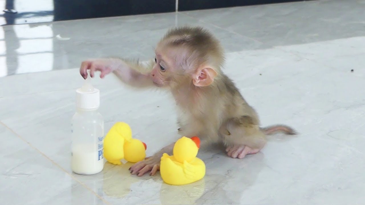 Little Queen Jenna Call Mom Help Her Pick Battle Milk To Drink YouTube little-queen-jenna-call-mom-help-her-pick-battle-milk-to-drink-youtube