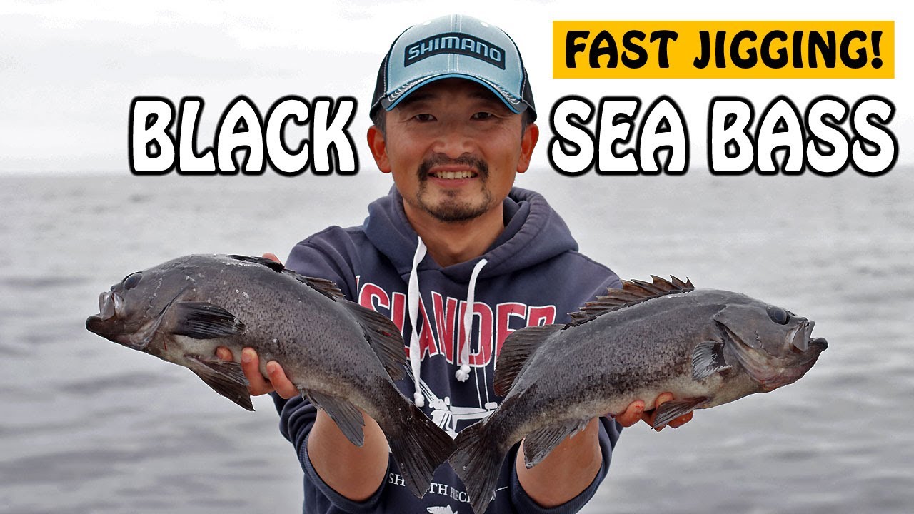 Fastest Black Sea Bass Jigging Action!