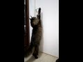 Maine coon ouvre une porte   opening doors