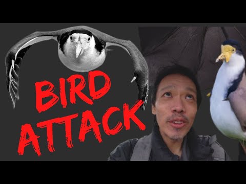 #250 When Birds Attack: My Story from New Norfolk, Australia 🇦🇺