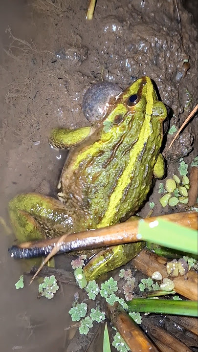 Sound of Frog || Suara Kodok