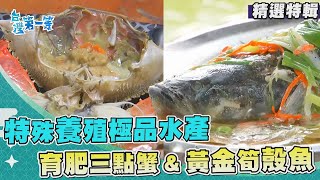 台灣第一等【特殊養殖極品水產 三點蟹15天育肥計畫 & 天然蓄水池黃金筍殼魚】 _精選特輯