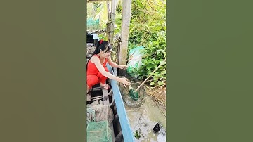 Đặt lợp bắt cá đồng mùa nước nổi dính toàn hàng khủng #automobile #funny #farming