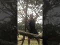 Very Basic Krabi Krabong (Thai Double Swords) striking practice