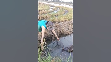 Đặt lợp bắt cá mùa nước nổi tập 18 #automobile #funny #farming