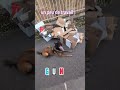 un peu de travail avec le Malinois GUN 29,
