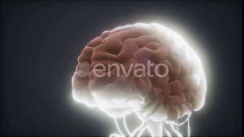 Animated Model of Human Brain | Motion Graphics - Envato elements