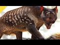 Marsupial Lion Killed Prey Unlike Any Living Predator | Prehistoric News