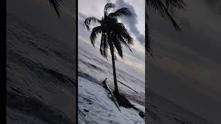 Download Lagu Detik - detik pohon kelapa tumbang disapu ombak besar #pohonkelapa #ombakbesar MP3